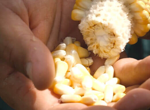 Mãos debulhando espiga de milho
