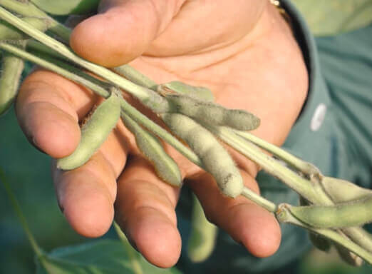 Dia de Campo Virtual – Uberlândia - MG