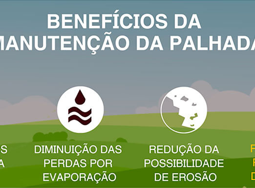 A importância do Plantio Direto na Redução das Plantas Daninhas