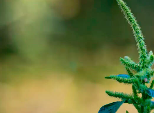 A solução para o controle do caruru existe!