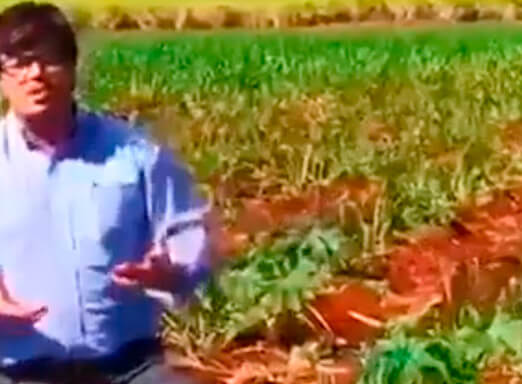 As plantas daninhas são um problema em seu canavial? Saiba como controlar