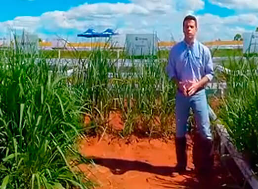 Conheça o lançamento que pega pesado com as gramíneas!