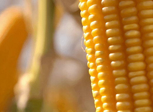 Dia de Campo Virtual - MAPI