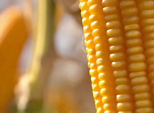 Dia de Campo Virtual Campo Novo do Parecis - Milho