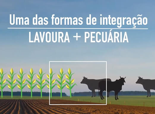 [Integração lavoura + pecuária] O consórcio milho-braquiária contribui com esse processo?