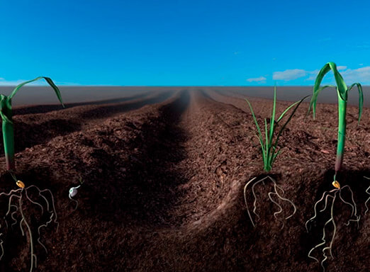 Investir no controle de daninhas só traz benefícios para a sua lavoura!