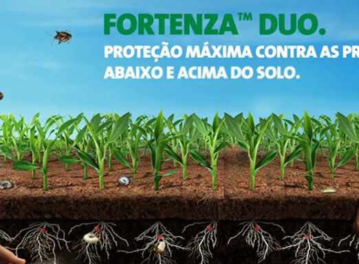 Lagartas-do-cartucho no milho: o mais poderoso tratamento de sementes inseticida em ação!