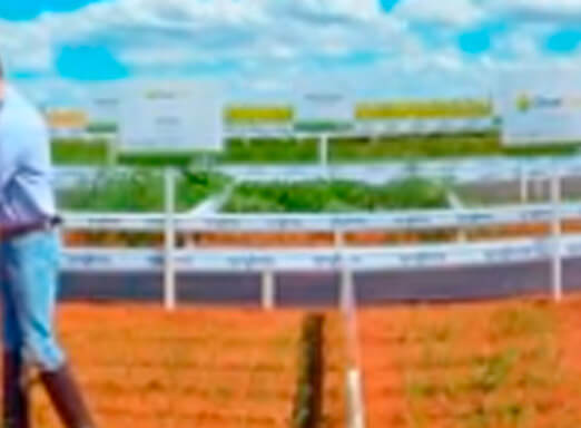 Proteja sua rentabilidade, acabe com a cigarrinha do milho