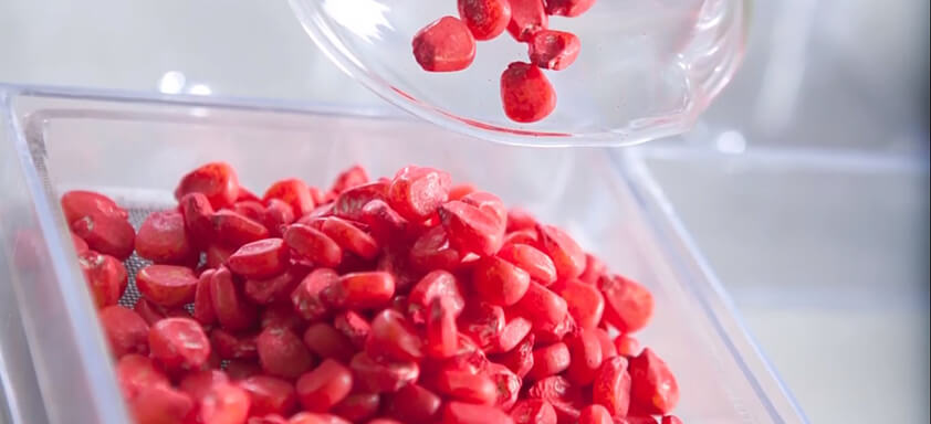 Tratamento de sementes industrial para milho: vale a pena investir?