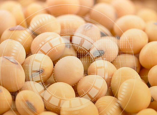 Uso de biotecnologias e escolha assertiva de cultivares de soja contribuem para o sucesso do plantio