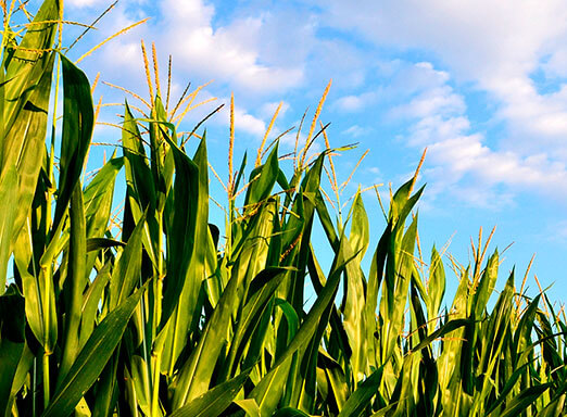Uso de herbicida eficaz é fundamental na cultura de milho safrinha 