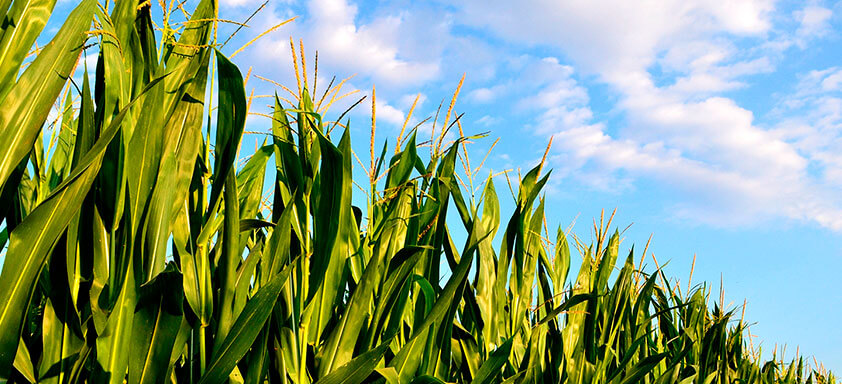 Uso de herbicida eficaz é fundamental na cultura de milho safrinha 