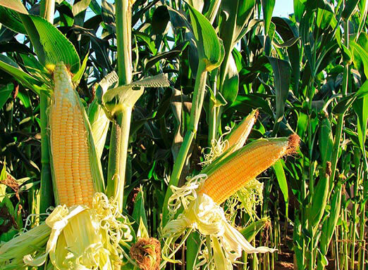 O aproveitamento das terras cultivadas proporciona melhor conservação do solo e assertividade no manejo de plantas daninhas do milho