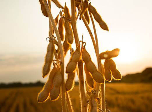 A dessecação bem-feita é uma das boas práticas que contribuem para uma condição mais favorável ao produtor