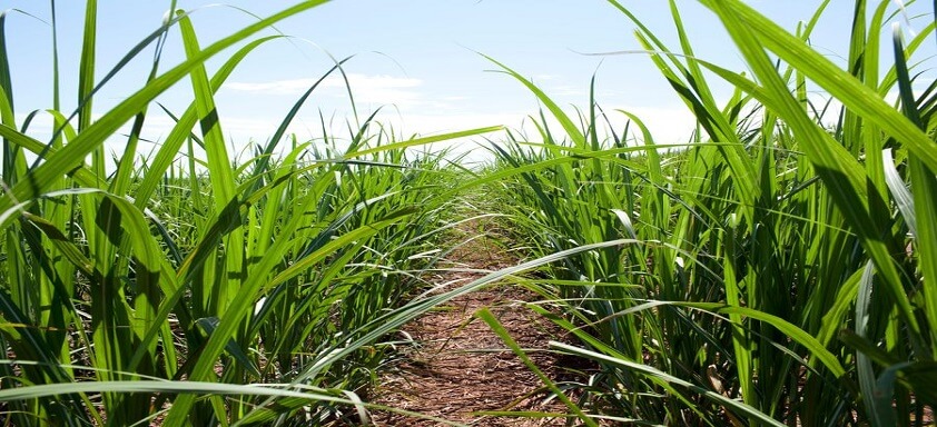 Lavoura de cana