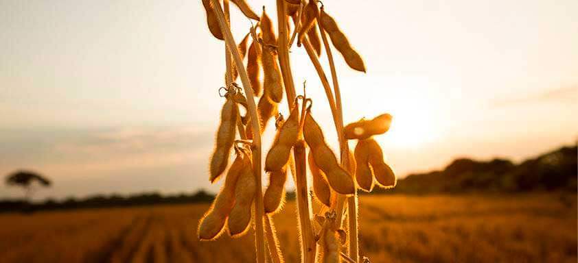 A dessecação bem-feita é uma das boas práticas que contribuem para uma condição mais favorável ao produtor