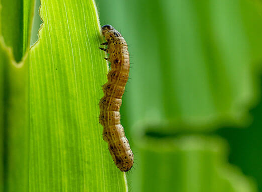 A Spodoptera frugiperda pode proporcionar prejuízos de até 60% na produtividade do milho se o controle não for feito no momento certo