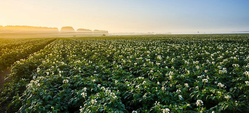 lavoura de hortifrúti