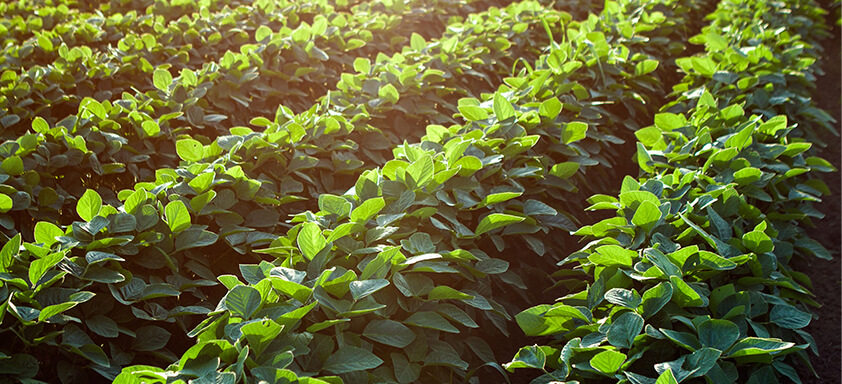 Novo inseticida é solução para o controle de lagartas nas lavouras de soja
