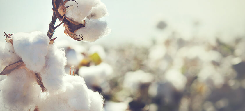 lavoura de algodão