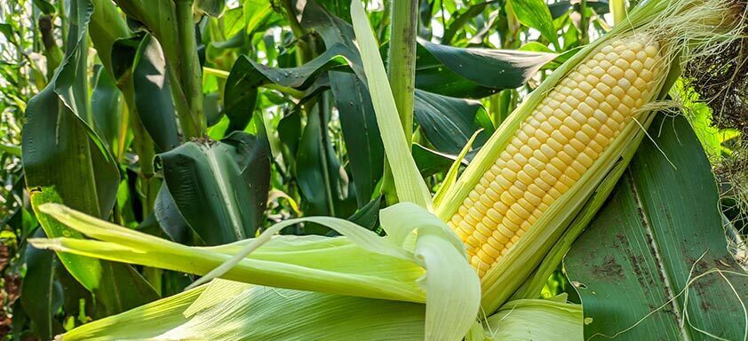 Dia Internacional do Milho