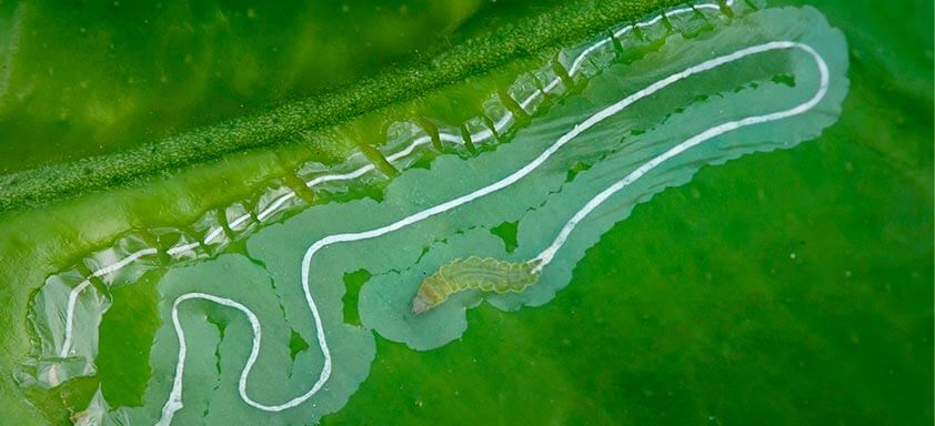 larva-minadora-das-folhas