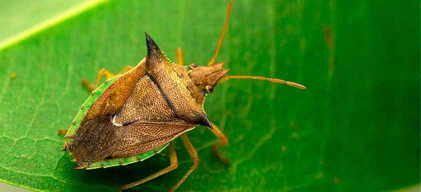 Percevejo barriga-verde