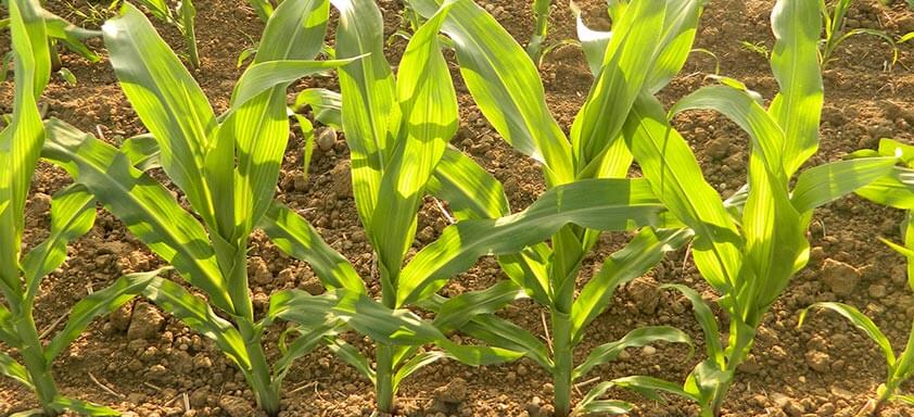 Soluções para uma lavoura de milho saudável e produtiva