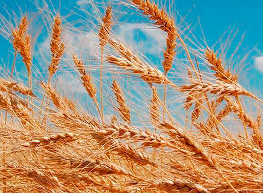Lavoura de trigo