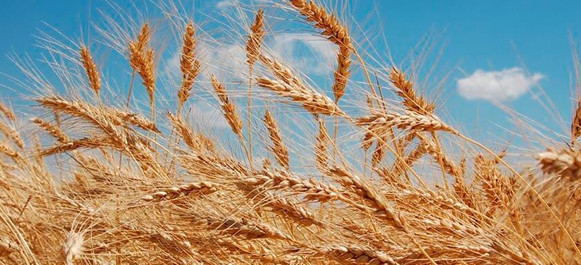 Lavoura de trigo