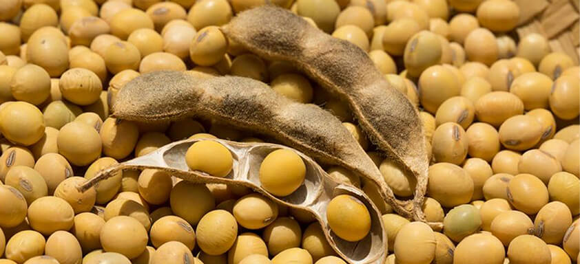 Grãos de soja: oleaginosa está sendo exportada para China