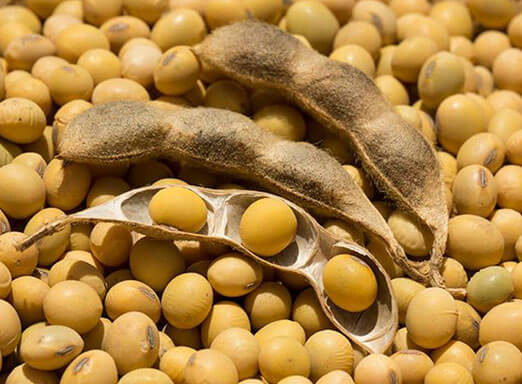 Grãos de soja: oleaginosa está sendo exportada para China