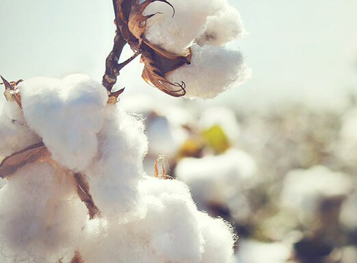 lavoura de algodão