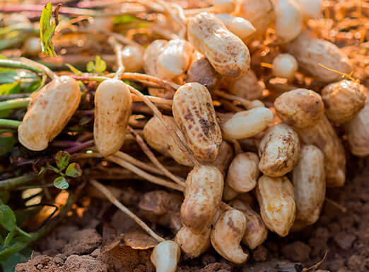 Cultura do amendoim exige uma série de cuidados no manejo