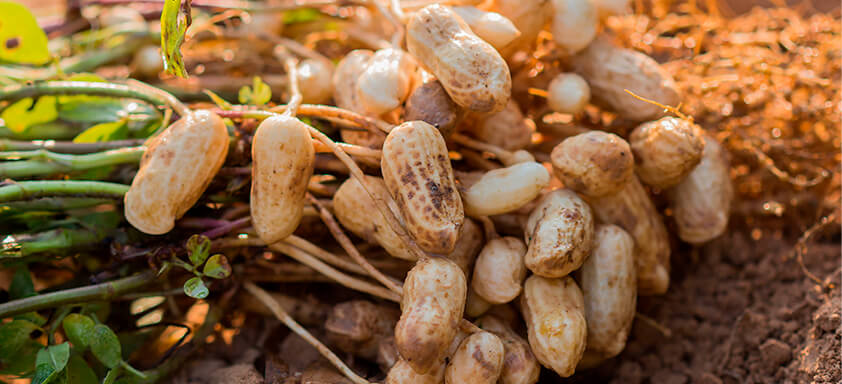 Cultura do amendoim exige uma série de cuidados no manejo