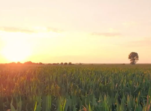 Dessecação pré-colheita da soja
