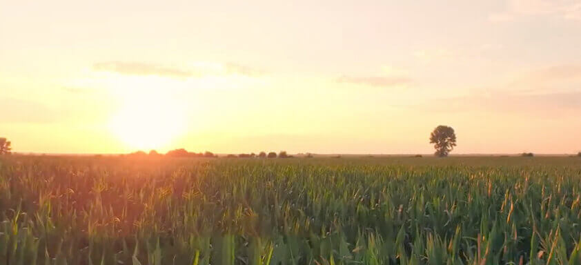 Dessecação pré-colheita da soja