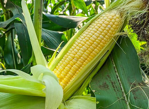 Dia Internacional do Milho