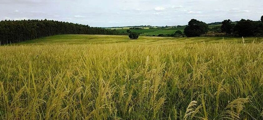 Plantas daninhas em lavoura de soja