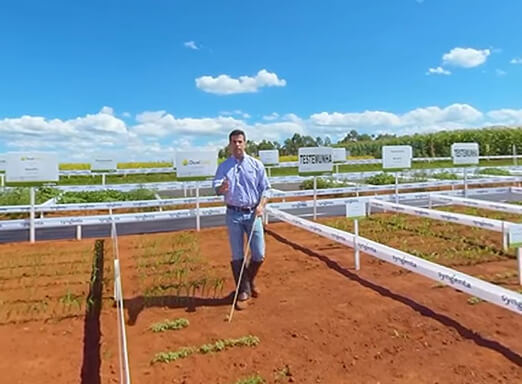Problemas com daninhas no sorgo?