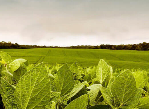 Quer controlar os nematoides e fortalecer a sua soja? Conheça Clariva® Sky!
