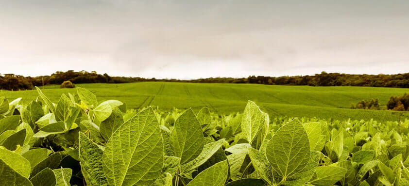 Quer controlar os nematoides e fortalecer a sua soja? Conheça Clariva® Sky!