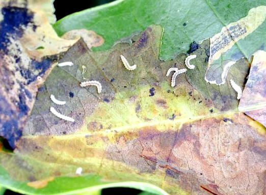 Bicho-mineiro é a principal inimiga dos cafezais 