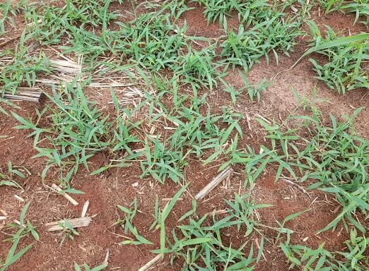 Plantas daninhas ameaçam a produtividade da cana
