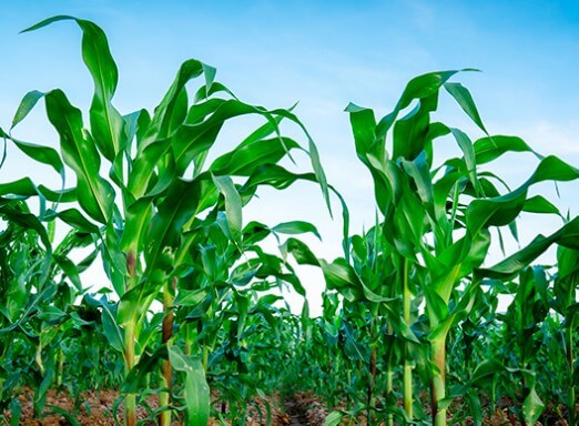 Lavoura de milho sem doenças 