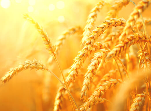 Lavoura de trigo