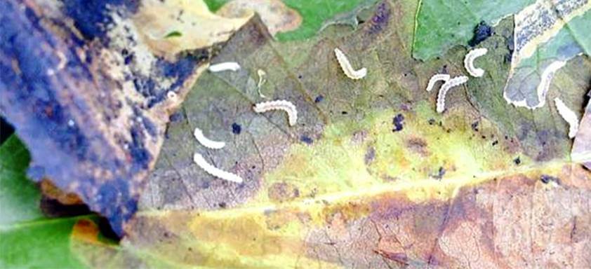 Bicho-mineiro é a principal inimiga dos cafezais 