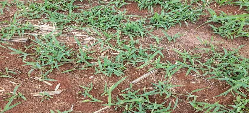 Plantas daninhas ameaçam a produtividade da cana