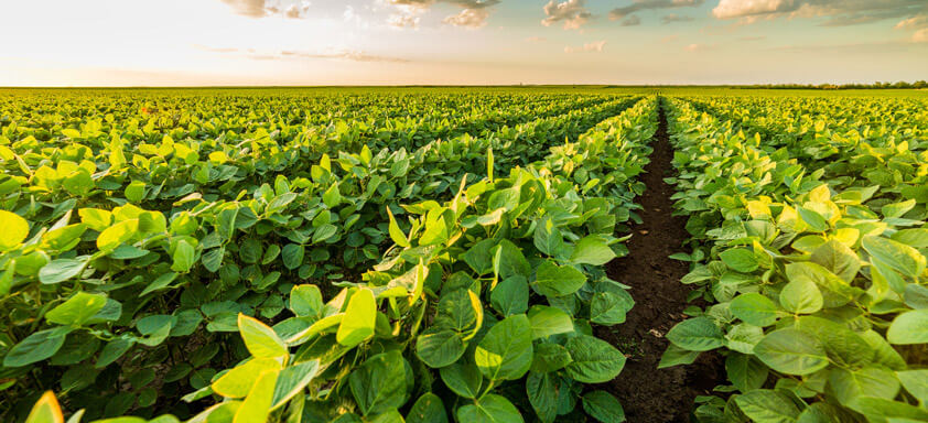 Nematoides ameaçam produtividade das lavouras de soja