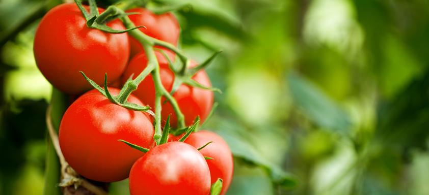 Plantação de tomate